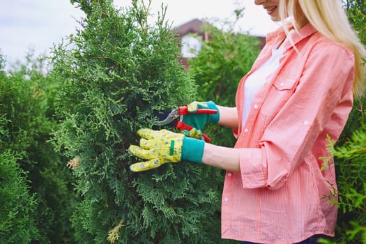 Female farmer in gloves taking care of thuja