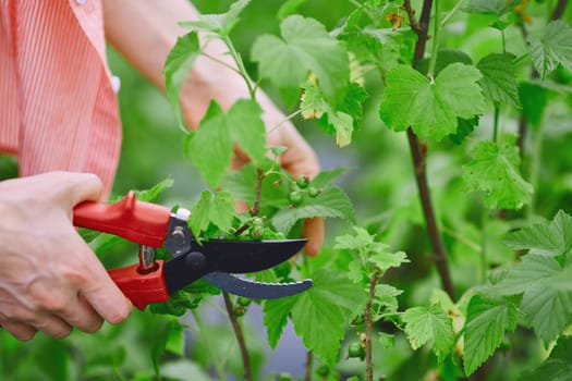 Female gardener cutting blackcurrant branches