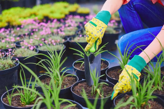 Female in gloves replanting seedlings in the garden