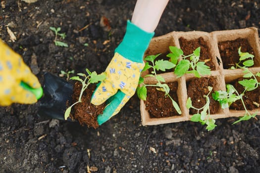Female farmer replanting tomato seedlings