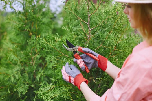 Female farmer taking care of thuja in the garden