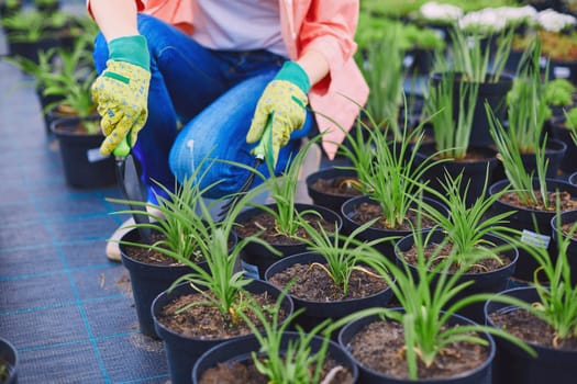 Female in gloves replanting seedlings
