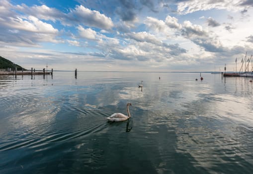 White swan on the water surface. Garda, Italy