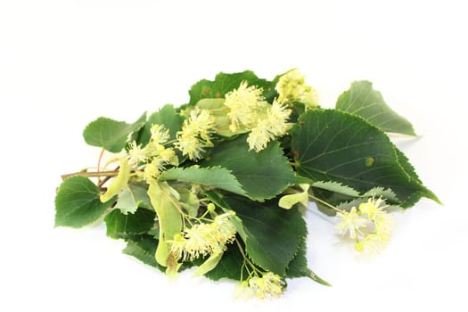 Lime blossoms and leaves against a bright background