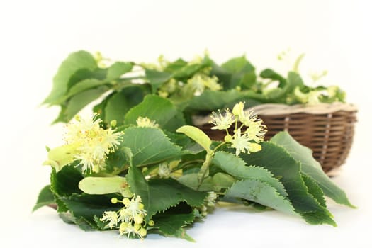 Lime blossoms and leaves against a bright background