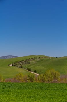 Several cypresses on the horizon on green meadows Tuscany hills