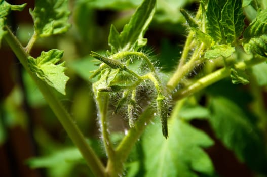 Close up of young tomato plant flower buds in the garden.