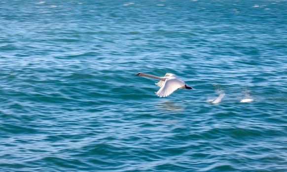 white swan flying on a background of blue water