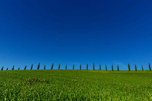 Several cypresses on the horizon on green meadows Tuscany hills