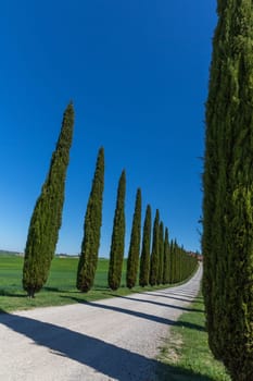 Several cypresses on the horizon on green meadows Tuscany hills
