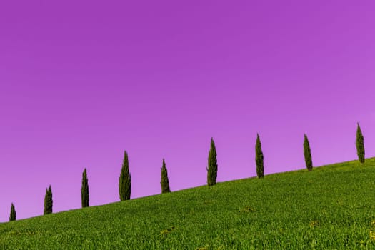 Several cypresses on the horizon on green meadows Tuscany hills