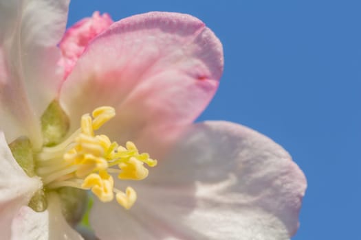 Macro image of an apple blossom in front of a blue sky