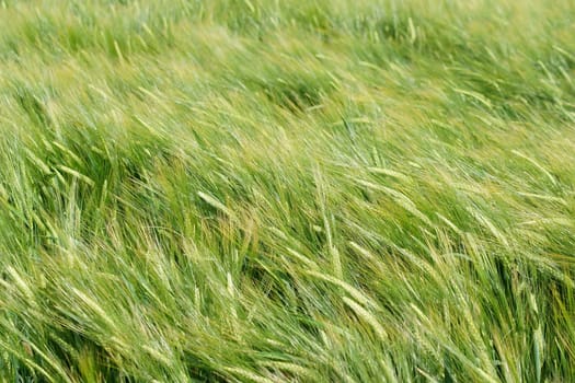 The wind sweeps over the grains and grannes of barley.