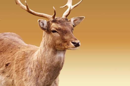 The close-up and the head portrait of an exposed deer.
