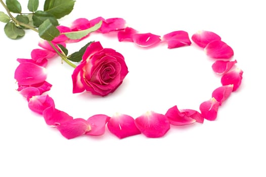 flower of a pink rose at heart center from lobes, a subject love and romanticism