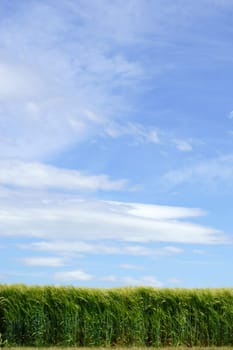A blue sky with loosened clouds stands over a fresh green wheat field.