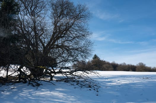 Winter landscape with lots of snow and with a large tree in the foreground, with blue sky in the high Rhoen, Hesse, Germany