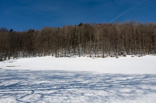 Trees at the edge of a forest in winter with lots of snow and blue sky in the High Rhoen, Hesse, Germany