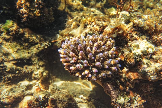 Sun shines on small coral in shallow sea - snorkelling at Anakao, Madagascar.