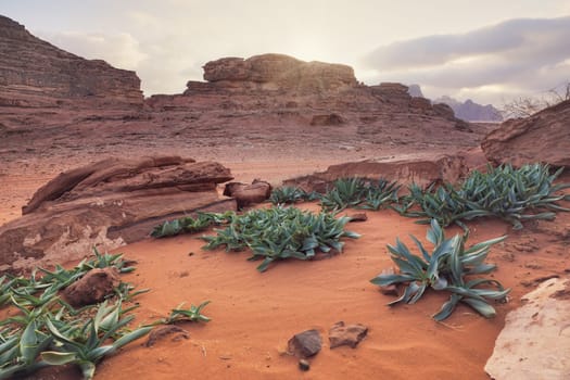 Rocky formations in Wadi Rum desert, cloudy sky over red dust and rocks, Sea squill plants (Drimia maritima) in foreground.