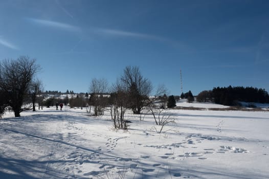 Lots of snow in nature, with trees and blue sky in the high Rhoen, Hesse, Germany
