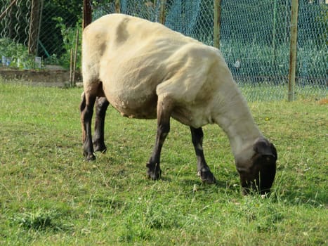 sheep domestic animal wool milk beautiful grass meat