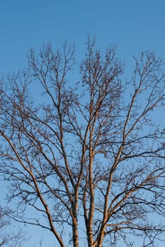 Bare trunks and branches of trees against the sky.