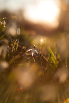 White snowdrop in wildlife with the sun's rays on a blurred background.