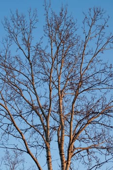 Bare trunks and branches of trees against the sky.