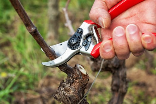 Winegrower pruning the vineyard with professional steel scissors. Traditional agriculture. Winter pruning