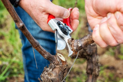 Winegrower pruning the vineyard with professional steel scissors. Traditional agriculture. Winter pruning