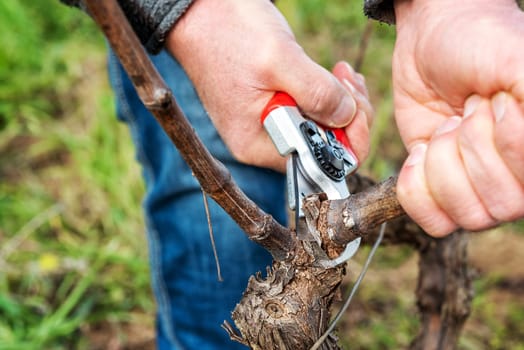 Winegrower pruning the vineyard with professional steel scissors. Traditional agriculture. Winter pruning