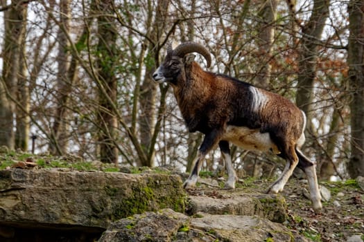 Mouflon