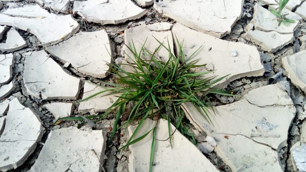 Green grass growing through dry cracks. Desert