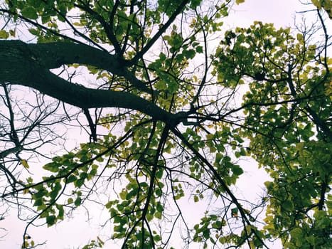 Crown of a tree from bottom to top on a white background. Trunk, branches, yellow and green translucent autumn leaves