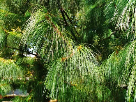 Green pine branch with long needles. Evergreen gymnosperms conifers.