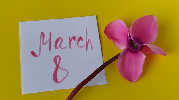 White blank sheet of paper on a yellow background. On the right is a pink cyclamen flower close-up. The inscription March 8.