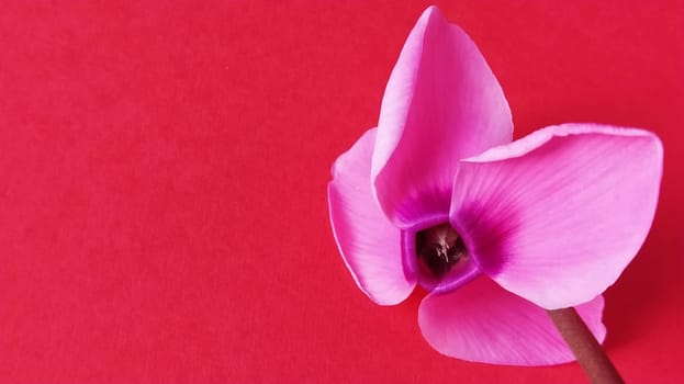 Pink cyclamen flower on a red background. A tender plant is ripped off. Petals turned back, brown stalk, dark core at the flower.