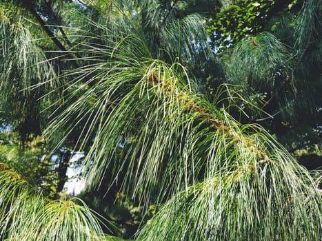 Green pine branch with long needles. Evergreen gymnosperms conifers.