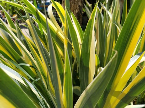Close up of yellow-green striped leaves. Irises in the garden. Genus of perennial rhizome plants of the Iris family. Yellow green long striped leaves. Floral background. Gardening and floriculture.