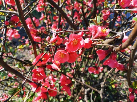 Beautiful pink and red henomeles flowers. Shrub without leaves blooms in early spring. Delicate petals and yellow stamens and pistils with nectar. Greeting card or bouquet. Symbol of awakening nature