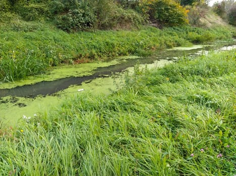 Boggy forest lake. Swamp with duckweed. A beautiful calm place. Standing water in a reservoir. Green dense grass on the shore. The beginning of autumn in the Balkans.