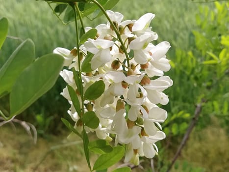 Flowers of White Acacia. It is endemic to a few small areas of the United States, but it has been widely planted and naturalized elsewhere in temperate North America, Europe, Southern Africa and Asia
