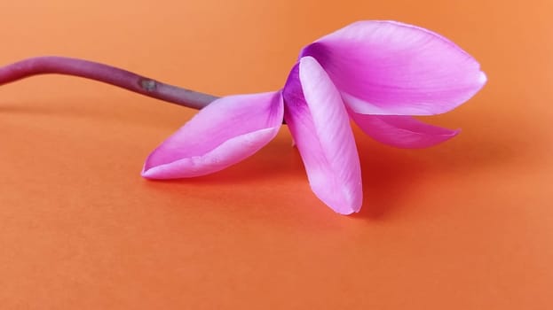 Pink cyclamen flower on a bright orange background. A tender plant is ripped off. Greeting card or congratulation on March 8 or mothers day