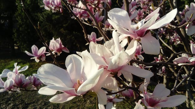 Beautiful blooming white flowers and buds of magnolia on branches without leaves. Pink pestles and stamens. Wedding invitation or greeting card. March 8. The beginning of spring. Delicate white petals.