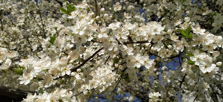 Beautiful white spring flowers. Lushly blooming cherries, apricots, plums. Spring Festival. Japanese tradition. Greeting card, layout or floral background. Delicate petals with pestles and stamens.