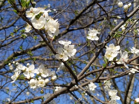 Delicate white flowers of an apple tree. Spring orchard whole in lush blooming white flowers. Pestles and stamens are noticeable. Spring in the garden. Farming. Danger of freezing. Japanese sakura.