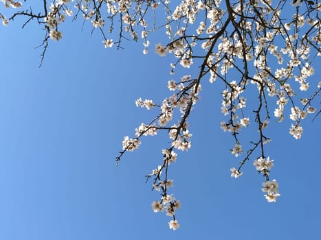 Delicate white flowers of an apple tree. Spring orchard whole in lush blooming white flowers. Pestles and stamens are noticeable. Spring in the garden. Farming. Danger of freezing. Japanese sakura.