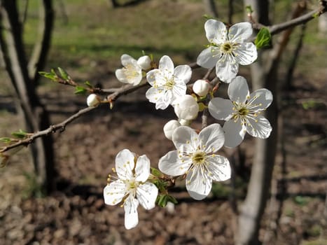 Delicate white flowers of an apple tree. Spring orchard whole in lush blooming white flowers. Pestles and stamens are noticeable. Spring in the garden. Farming. Danger of freezing. Japanese sakura.