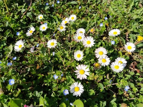 White daisies on the lawn on a spring day. Short stems, only green grass coming out of the ground. The first spring steps. Lawn with flowers. Soil with clay. Close-up. Green grass and clover leaves